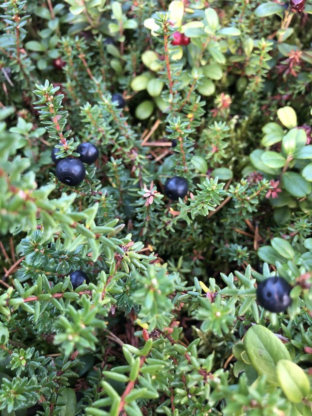 Augu eteri(1) wsmall.jpg